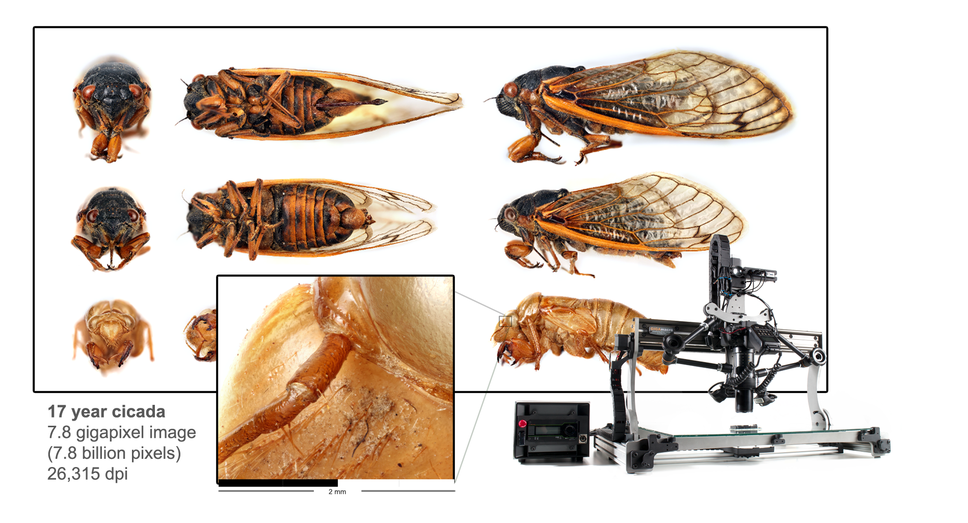 Cicada septendecim. male, female & nymph